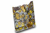 Fukang Pallasite ( g) Slice - Queen Of The Pallasites! #308274-5